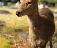 Deer