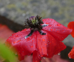 Poppy