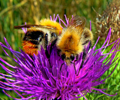 BLÜTE MIT BESUCH