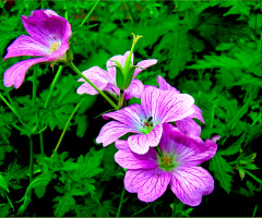 BLÜTEN