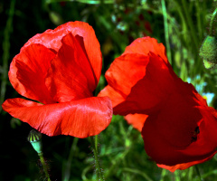 BLÜTEN