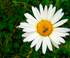 BLÜTE MIT BESUCH