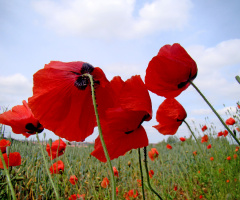 BLÜTEN