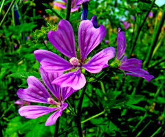 BLÜTEN