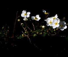 BLÜTEN