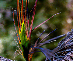 Approaching Sonoran Desert Winter Colors