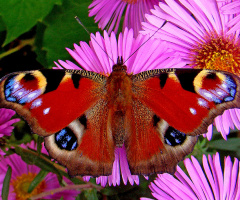 BLÜTEN MIT BESUCH