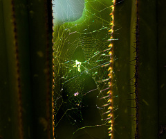 A Spiders Web