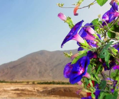 Beautifying the landscape 