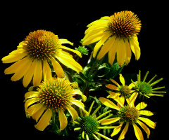 BLÜTEN