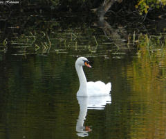 swan
