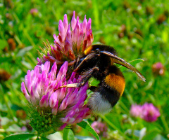 BLÜTE MIT BESUCH