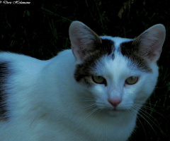 Neighbour's cat 