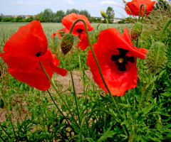 BLÜTEN