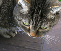 Neighbour's cat 