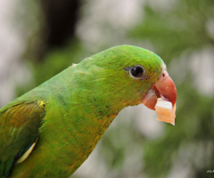 Periquito