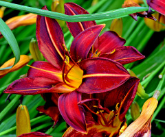 BLÜTEN