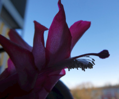 Flowering of the Christmas cactus