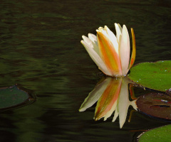 Reflexo ninféia