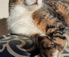 Gato