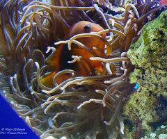 underwaterworld