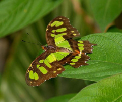 Borboleta 
