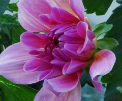 blossom