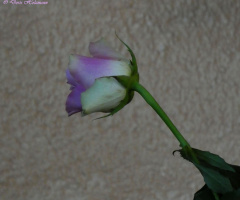 alone