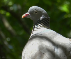 dove