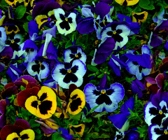 BLÜTEN