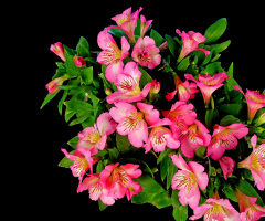 BLÜTEN