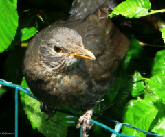 blackbird