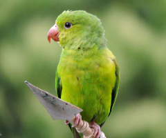 Periquito