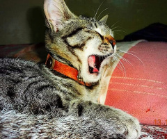 Yaaaaawn.... 