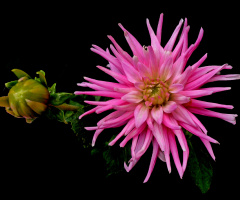 BLÜTE