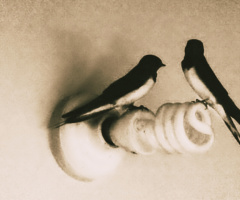 Swallow pair
