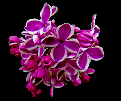BLÜTEN