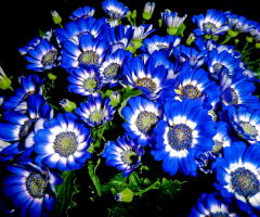 BLÜTEN