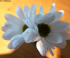 blossoms