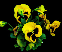 BLÜTEN