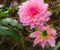 blossoms