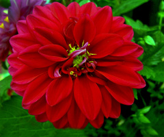 BLÜTE