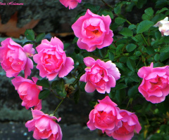 Mini roses