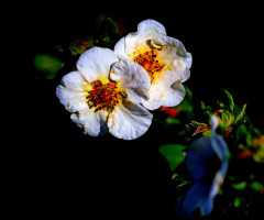 BLÜTEN