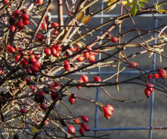 Rosehip bush