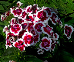 BLÜTEN
