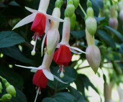Fuchsia