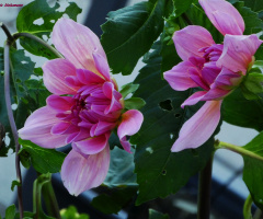 Dahlia