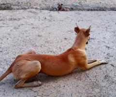 SPHINX? No, it is one of our village dogs