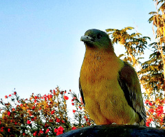 A Peaceful visitor